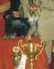 Yorkshire Terrier Foto: Pharao´s Mary Poppins: Deutscher Jugendchampion, 1.DYC Clubjugendsieger (ID 1083) Yorkshire Terrier Hund