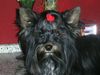 Yorkshire Terrier Foto: Fippy (ID 36490) Yorkshire Terrier Hund