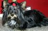 Yorkshire Terrier Foto: Unser Fips (ID 36489) Yorkshire Terrier Hund