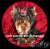 Yorkshire Terrier Foto: Die süße, kleine Mini-Me! (ID 31002) Yorkshire Terrier Hund