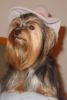 Yorkshire Terrier Foto: das ist Anika vom Roseneck wenn sie auf Reisen geht (ID 35444) Yorkshire Terrier Hund