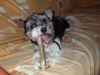 Yorkshire Terrier Foto: Biewer Yorkie Lenny mit frischer Kurzhaarfisur (ID 42101) Yorkshire Terrier Hund