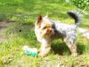 Yorkshire Terrier Foto: Nando schaut (ID 41909) Yorkshire Terrier Hund