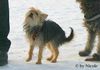 Yorkshire Terrier Foto: Prater (ID 28949) Yorkshire Terrier Hund