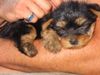 Yorkshire Terrier Foto: unsere nina/9wochen (ID 4899) Yorkshire Terrier Hund