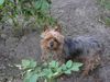 Yorkshire Terrier Foto: Stiene im Garten (ID 28745) Yorkshire Terrier Hund