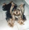 Yorkshire Terrier Foto: DONKO (ID 22015) Yorkshire Terrier Hund