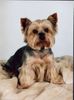 Yorkshire Terrier Foto: Benny 10 Jahre (ID 33041) Yorkshire Terrier Hund