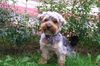 Yorkshire Terrier Hund