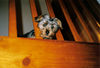 Yorkshire Terrier Foto: Rocky ganz klein (ID 30343) Yorkshire Terrier Hund