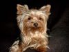 Yorkshire Terrier Foto (ID 6687) Yorkshire Terrier Hund