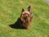 Yorkshire Terrier Foto: Terry (ID 25604) Yorkshire Terrier Hund