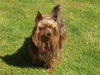 Yorkshire Terrier Foto: Terry (ID 25605) Yorkshire Terrier Hund