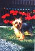 Yorkshire Terrier Foto (ID 25606) Yorkshire Terrier Hund