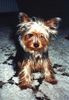 Yorkshire Terrier Foto: Yorkie Terry (ID 25621) Yorkshire Terrier Hund