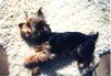 Yorkshire Terrier Foto: Unser Mäuschen (ID 25672) Yorkshire Terrier Hund