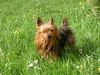 Yorkshire Terrier Foto: Unser Mäuschen (ID 26065) Yorkshire Terrier Hund