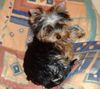 Yorkshire Terrier Foto: Uno, unser jüngster im Bunde (ID 9568) Yorkshire Terrier Hund