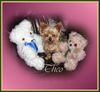 Yorkshire Terrier Foto: So sitze ich am liebsten (ID 38483) Yorkshire Terrier Hund