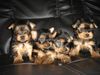 Yorkshire Terrier Foto: of sarahs magic dogs (ID 33413) Yorkshire Terrier Hund