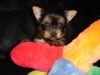 Yorkshire Terrier Foto: of sarahs magic dogs (ID 33415) Yorkshire Terrier Hund