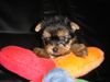 Yorkshire Terrier Foto: of sarahs magic dogs (ID 33414) Yorkshire Terrier Hund