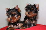 Yorkshire Terrier Hund