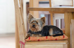 Yorkshire Terrier Foto: Yorkie (ID 47107) Yorkshire Terrier Hund