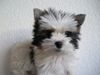 Yorkshire Terrier Foto: Ich bin KIRA (ID 14940) Yorkshire Terrier Hund