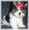 Yorkshire Terrier Foto: Art of Highclass Jumping Jo Jo (ID 10316) Yorkshire Terrier Hund