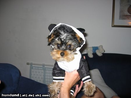 Yorkshire Terrier Hunde Foto 23262 Yorkshire Terrier