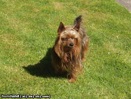 Yorkshire Terrier Hunde Foto 25604 in höherer Auflösung ansehen Yorkshire Terrier Terry