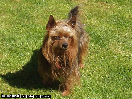 Yorkshire Terrier Hunde Foto 25605 in höherer Auflösung ansehen Yorkshire Terrier Terry