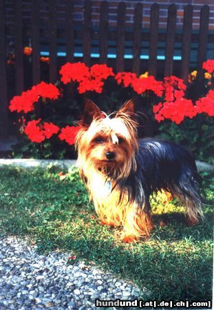 Yorkshire Terrier Hunde Foto 25606 in höherer Auflösung ansehen Yorkshire Terrier