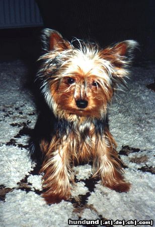 Yorkshire Terrier Hunde Foto 25621 in höherer Auflösung ansehen Yorkshire Terrier Yorkie Terry