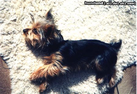 Yorkshire Terrier Hunde Foto 25672 in höherer Auflösung ansehen Yorkshire Terrier Unser Mäuschen