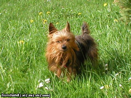 Yorkshire Terrier Hunde Foto 26065 Yorkshire Terrier Unser Mäuschen