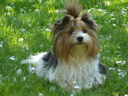 Yorkshire Terrier Hunde Foto 43003 in höherer Auflösung ansehen Yorkshire Terrier Gänseblümchen-Maya