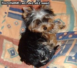 Yorkshire Terrier Hunde Foto 9568 Yorkshire Terrier Uno, unser jüngster im Bunde