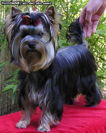 Yorkshire Terrier Hunde Foto 14707 Yorkshire Terrier USHUAÏA DEÏS ORCHIDEÜS