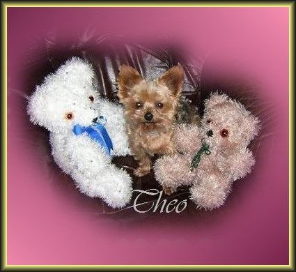 Yorkshire Terrier Hunde Foto 38483 Yorkshire Terrier So sitze ich am liebsten