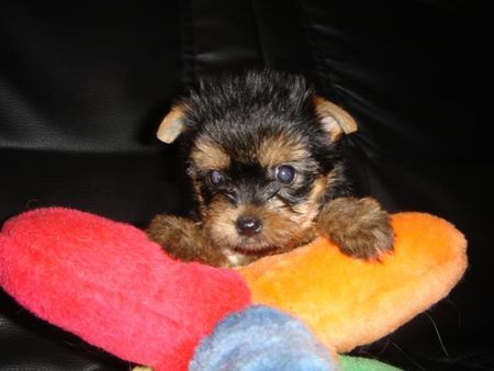 Yorkshire Terrier Hunde Foto 33414 in höherer Auflösung ansehen Yorkshire Terrier of sarahs magic dogs