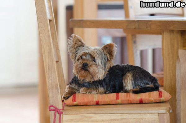 Yorkshire Terrier Yorkie 