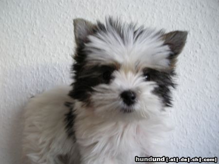 Yorkshire Terrier Hunde Foto 14940 Yorkshire Terrier Ich bin KIRA