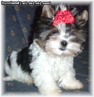 Yorkshire Terrier Hunde Foto 10316 Yorkshire Terrier Art of Highclass Jumping Jo Jo