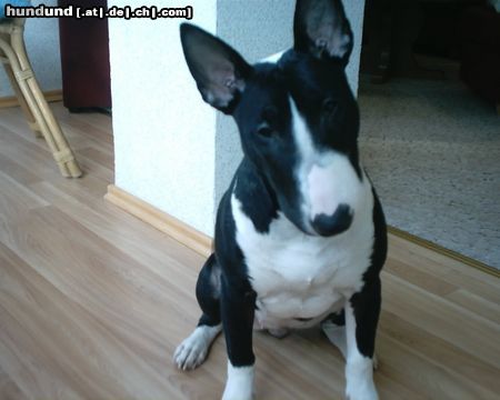 Miniatur Bullterrier Hunde Foto 8348 Miniatur Bullterrier interessant!!!