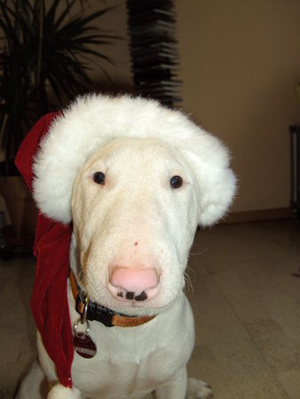 Miniatur Bullterrier der kleine weihnachtstyson