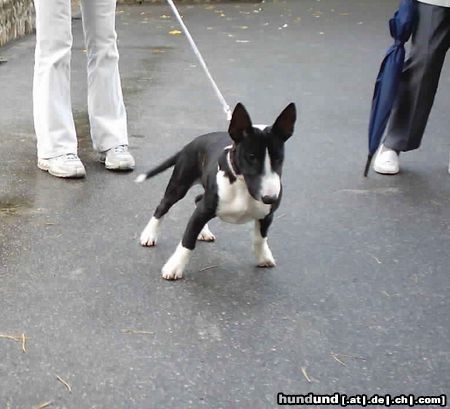 Miniatur Bullterrier Mandy im Serengetipark