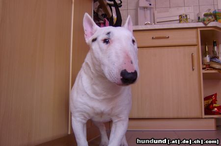 Miniatur Bullterrier Das ist Eddy 9 Monate alt