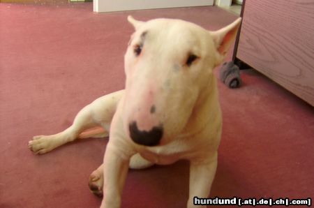Miniatur Bullterrier Hunde Foto 22071 Miniatur Bullterrier Das ist Eddy (Mr. Ed) 9 Monate alt